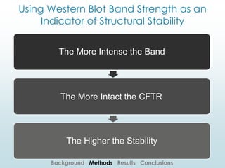 Using Western Blot Band Strength as an
Indicator of Structural Stability
Background Methods Results Conclusions
The More Intense the Band
The More Intact the CFTR
The Higher the Stability
 