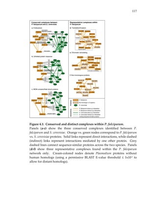 117
 
 
Figure 4.1:  Conserved and distinct complexes within P. falciparum. 
Panels  (a‐c)  show  the  three  conserved  complexes  identified  between  P. 
falciparum and S. cerevisiae.  Orange vs. green nodes correspond to P. falciparum 
vs. S. cerevisiae proteins.  Solid links represent direct interactions, while dashed 
(indirect)  links  represent  interactions  mediated  by  one  other  protein.    Grey 
dashed lines connect sequence‐similar proteins across the two species.  Panels 
(d‐f)  show  three  representative  complexes  found  within  the  P.  falciparum 
network  only.    Cream‐colored  nodes  denote  Plasmodium  proteins  without 
human  homologs  (using  a  permissive  BLAST  E‐value  threshold  ≤  1x10‐2  to 
allow for distant homologs). 
 