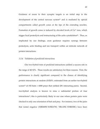 69
Guidance  of  axons  to  their  synaptic  targets  is  an  initial  step  in  the 
development  of  the  central  nervous  system85  and  is  mediated  by  special 
compartments  called  growth  cones  at  the  tips  of  the  extending  neurites.  
Formation of growth cones is induced by elevated levels of Ca2+ ions, which 
trigger local proteolysis and restructuring of the actin cytoskeleton86.  Thus, as 
implicated  by  our  findings,  axon  guidance  requires  synergy  between 
proteolysis,  actin  binding  and  ion  transport  within  an  intricate  network  of 
protein interactions. 
3.3.4 Validation of predicted interactions 
Our two‐hybrid tests of predicted interactions yielded a success rate in 
the range of 40‐52%.  These results are satisfactory for three reasons.  First, the 
performance  is  clearly  significant  compared  to  the  chance  of  identifying 
protein interactions at random (0.024%, estimated from an earlier two‐hybrid 
screen20 of 192 baits × 6000 preys that yielded 281 interacting pairs).  Second, 
two‐hybrid  analysis  is  known  to  miss  a  substantial  portion  of  true 
interactions14; this is particularly likely in our case where protein pairs were 
checked in only one orientation of bait and prey.  For instance, two of the pairs 
that  tested  negative  (YJR068W‐YOR217W;  YBL105C‐YHR030C)  have  been 
 