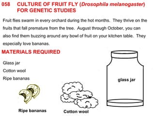058 CULTURE OF FRUIT FLY (Drosophila melanogaster) 
FOR GENETIC STUDIES 
Fruit flies swarm in every orchard during the hot months. They thrive on the 
fruits that fall premature from the tree. August through October, you can 
also find them buzzing around any bowl of fruit on your kitchen table. They 
especially love bananas. 
MATERIALS REQUIRED 
glass jar 
Glass jar 
Cotton wool 
Ripe bananas 
Ripe bananas Cotton wool 
 