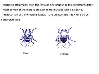 058 culture of fruit fly for genetic studies | PPT