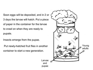 058 culture of fruit fly for genetic studies | PPT