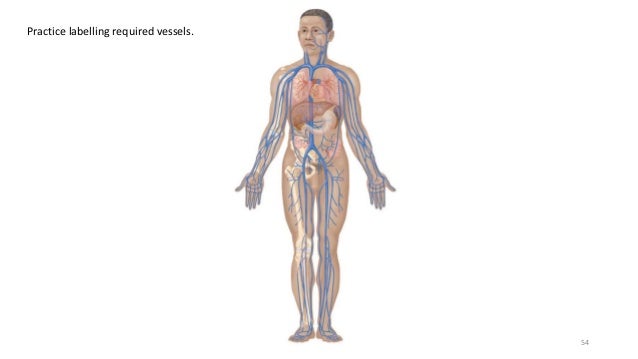 persistent pain model