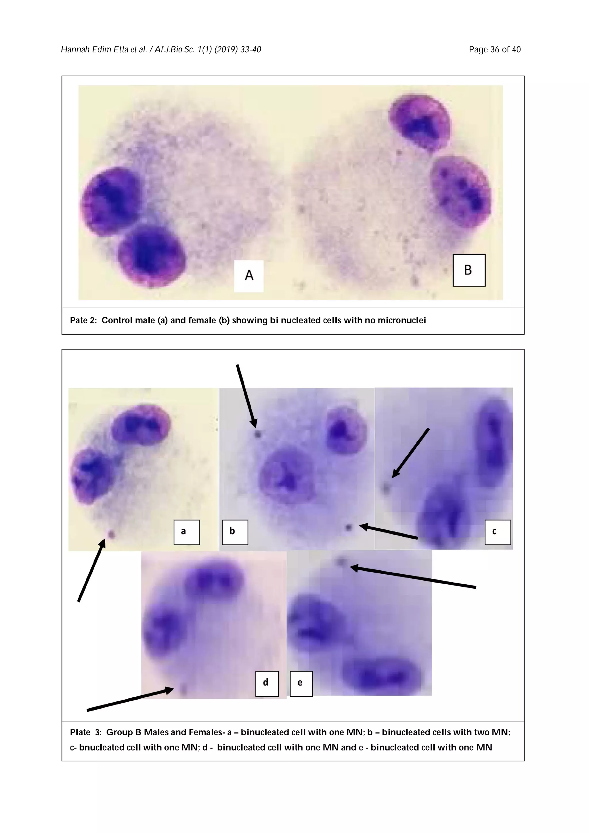 Investigating genotoxicity of Eleusine indica by micronuclei assay in ...