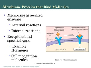 Membrane Dynamics | PPT