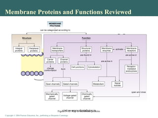 Membrane Dynamics | PPT
