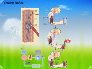 05a motor system overview reflex | PDF