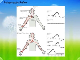 05a motor system overview reflex | PDF