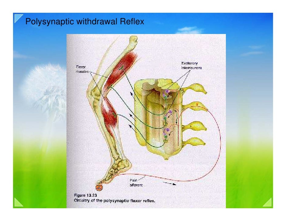 05a motor system overview reflex