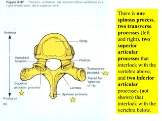 05 Axial Skeleton Vertebral Column And Thoracic Cage | PPT