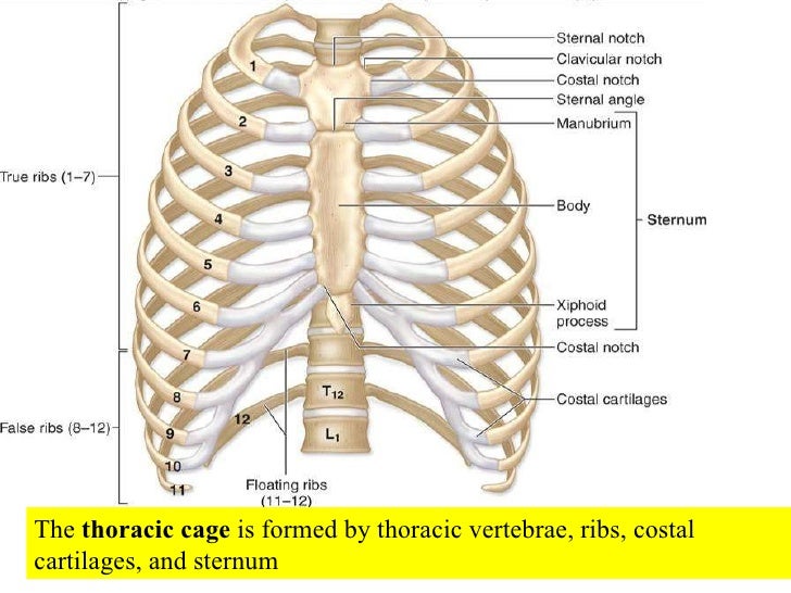 05 Axial Skeleton Vertebral Column And Thoracic Cage