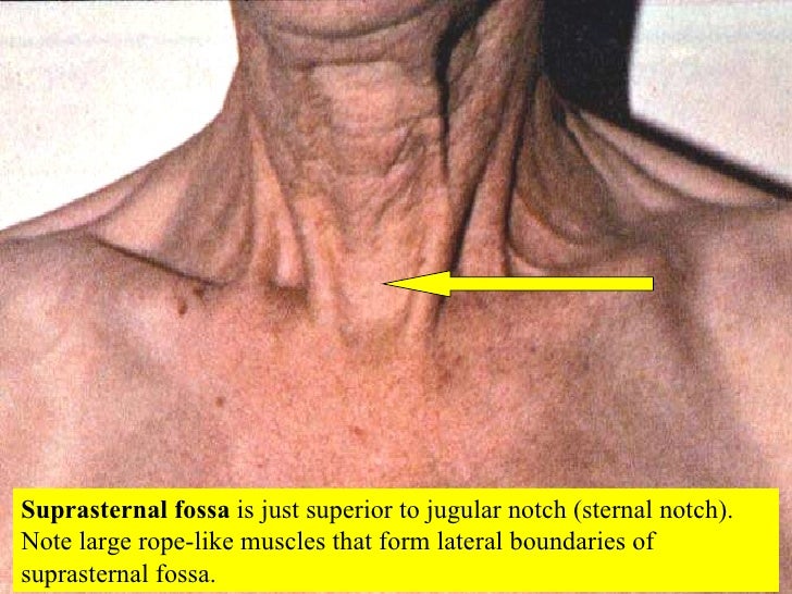 05 Axial Skeleton Vertebral Column And Thoracic Cage