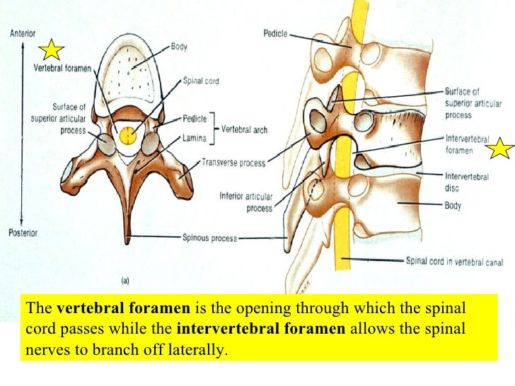 thoracic vertebrae vertebral arch thoracic vertebrae vertebral arch