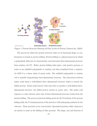 Figure 1: Protein Structure Showing all Four Levels of Protein, Pearson Inc.,(2010)
The process by which the protein structure takes on its functional shape or con-
formation is termed as protein folding. Protein folding is a physical process by which
a polypeptide folds into its characteristic and functional three-dimensional structure
from random coil [17]. Before protein folding takes place, each protein portrays or
exists as an unfolded polypeptide or random coil when translated from a sequence
of mRNA to a linear chain of amino acids. The unfolded polypeptide or random
coil is unstable (long-lasting) three-dimensional structure. The interaction between
amino acids forms a well-deﬁned three dimensional structure which is termed the
folded protein. Amino acids interact with each other to produce a well-deﬁned three-
dimensional structure, the folded protein termed as native state. The amino acid
sequence or order dictates what type of three-dimensional structure results from the
protein folding. The process of protein folding starts by the N-terminus of the protein
folding while the C-terminal portion of the protein is still undergoing synthesis by the
ribosome. These processes occur concurrently. Specialized proteins called chaperones
are known to assist in the folding of other proteins. The shape, size and function of
13
 
