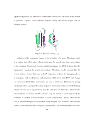 a particular protein are determined by the three-dimensional structure of the protein
in question. Figure 2 shows diﬀerent proteins folding into diverse shapes that are
function-speciﬁc.
Figure 2: Protein Folding [12]
Mutation is the permanent change of the structure of a gene. Mutations result
in a variant form of structure of genes that may be passed onto future generations
of the organism. Unfortunately, some mutations damage the DNA structure thereby
signiﬁcantly changing the genetic information. Mutations can be accounted for by
several factors. Errors that arise in DNA replication or from the damaging eﬀects
of mutagens, such as chemicals and radiation, which react with DNA and change
the structures of individual nucleotides, can lead to mutations. Illustratively, during
DNA replication, an organic base may be paired incorrectly within the newly forming
strand, or some extra organic bases may be built into its structure. Alternatively,
some portions or sections of DNA strands may be moved to other regions of the
molecule, or deleted, or even attached to other chromosomes. Should either be the
case, it results in the genetic information being changed. The molecular structure of a
protein constructed from this new genetic information that results from this mutation,
14
 