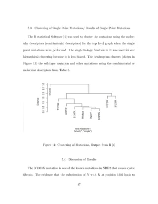 5.3 Clustering of Single Point Mutations/ Results of Single Point Mutations
The R statistical Software [4] was used to cluster the mutations using the molec-
ular descriptors (combinatorial descriptors) for the top level graph when the single
point mutations were performed. The single linkage function in R was used for our
hierarchical clustering because it is less biased. The dendrogram clusters (shown in
Figure 13) the wildtype mutation and other mutations using the combinatorial or
molecular descriptors from Table 6.
Figure 11: Clustering of Mutations, Output from R [4]
5.4 Discussion of Results
The N1303K mutation is one of the known mutations in NBD2 that causes cystic
ﬁbrosis. The evidence that the substitution of N with K at position 1303 leads to
47
 