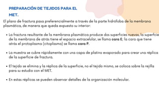 PREPARACIÓN DE TEJIDOS PARA EL
MET.
La fractura resultante de la membrana plasmática produce dos superficies nuevas, la superfcie
de la membrana de atrás tiene el espacio extracelular, se llama cara E; la cara que tiene
atrás el protoplasma (citoplasma) se llama cara P.
La muestra se cubre rápidamente con una capa de platino evaporado para crear una réplica
de la superficie de fractura.
El tejido se elimina y la réplica de la superficie, no el tejido mismo, se coloca sobre la rejilla
para su estudio con el MET.
En estas réplicas se pueden observar detalles de la organización molecular.
El plano de fractura pasa preferencialmente a través de la parte hidrófoba de la membrana
plasmática, de manera que queda expuesto su interior:
 