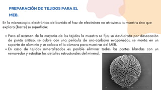 Para el axámen de la mayoría de los tejidos la muestra se fija, se deshidrata por desecación
de punto crítico, se cubre con una película de oro-carbono evaporados, se monta en un
soporte de aluminio y se coloca el la cámara para muestras del MEB.
En caso de tejidos mineralizados es posible eliminar todas las partes blandas con un
removedor y estudiar los detalles estructurales del mineral.
En la microscopia electrónica de barrido el haz de electrónes no atraviesa la muestra sino que
explora (barre) su superficie:
PREPARACIÓN DE TEJIDOS PARA EL
MEB.
 