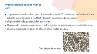 PREPARACIÓN DE TEJIDOS PARA EL
MET.
La preparación de rutina para las muestras en MET comienza con la fijación en
solución amortiguadora (buffer) y fijación con tetróxido de osmio.
El glutaraldehído, preserva las proteínas.
El tetróxido de osmio reacciona con los lipidos, en particular con los fosfolipidos.
El osmio mejora la imagen en el MET al ser metal pesado.
Tetróxido de osmio
 