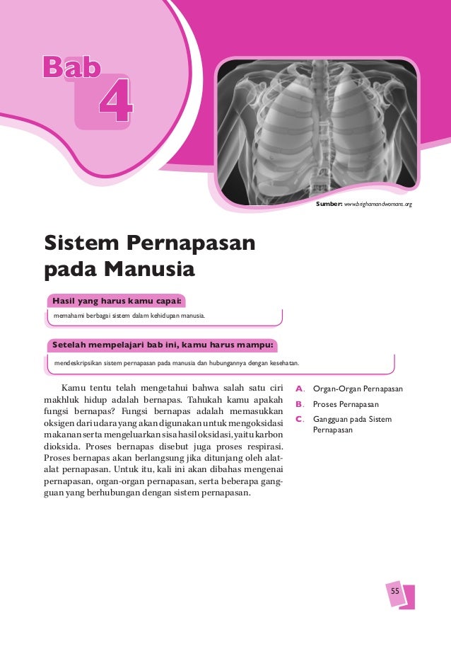 Sistem Pernapasan Pada Manusia