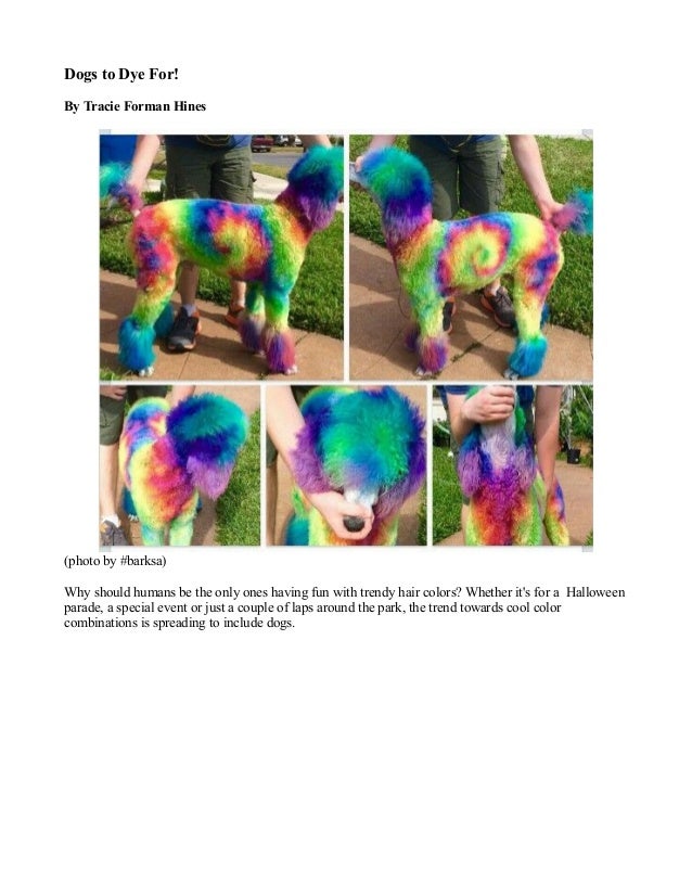 dogs to dye for dogs to dye for