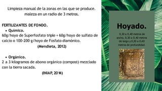 FERTILIZANTES DE FONDO.
Químico.
60g/hoyo de Superfosfato triple + 60g/hoyo de sulfato de
calcio o 100-200 g/hoyo de Fosfato diamónico.
(Mendieta, 2012)
Orgánico.
2 a 3 kilogramos de abono orgánico (compost) mezclado
con la tierra sacada.
(INIAP,201
4)
Limpieza manual de la zonas en las que se produce.
maleza en un radio de 3 metros.
Hoyado.
0,30 a 0,40 metros de
ancho, 0,30 a 0,40 metros
de largo y 0,30 a 0,40
metros de profundidad.
 