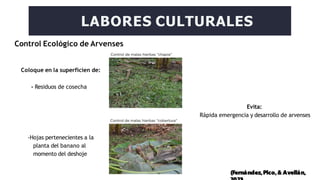 Control Ecológico de Arvenses
LABORES CULTURALES
Coloque en la superficien de:
- Residuos de cosecha
-Hojas pertenecientes a la
planta del banano al
momento del deshoje
Evita:
Rápida emergencia y desarrollo de arvenses
(Fernández,Pico,& Avellán,
 