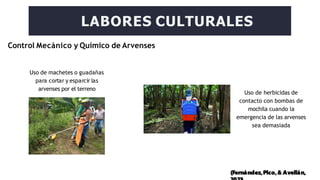 Control Mecánico y Químico de Arvenses
LABORES CULTURALES
Uso de machetes o guadañas
para cortar y esparcir las
arvenses por el terreno
(Fernández,Pico,& Avellán,
Uso de herbicidas de
contacto con bombas de
mochila cuando la
emergencia de las arvenses
sea demasiada
 