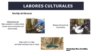 Deshije del Banano
LABORES CULTURALES
Eliminación de:
Hijos raquíticos o colinos desde
la base que se encuentre mal
posicionados.
Bloqueo del punto de
Crecimiento
Dejar entre 1y 2 hijos
Actividad realizada cada 2 meses
(Fernández,Pico,& Avellán,
 