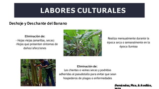 Deshoje y Deschante del Banano
LABORES CULTURALES
Eliminación de:
- Hojas viejas (amarillas, secas)
-Hojas que presenten síntomas de
daños/afecciones
Realiza mensualmente durante la
época seca o semanalmente en la
época lluviosa
Eliminación de:
Las chantas o vainas secas y podridas
adheridas al pseudotallo para evitar que sean
hospederos de plagas o enfermedades
(Fernández,Pico,& Avellán,
 