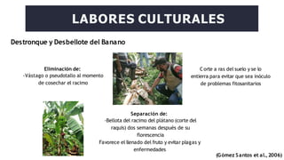 Destronque y Desbellote del Banano
LABORES CULTURALES
Eliminación de:
-Vástago o pseudotallo al momento
de cosechar el racimo
Corte a ras del suelo y se lo
entierra para evitar que sea inóculo
de problemas fitosanitarios
Separación de:
-Bellota del racimo del plátano (corte del
raquis) dos semanas después de su
florescencia
Favorece el llenado del fruto y evitar plagas y
enfermedades
(Gómez Santos et al.,2006)
 