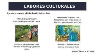 Apuntalamiento y Embolsado del racimo
LABORES CULTURALES
Tutorado a la planta con:
Caña,bambú,guadua y una cuerda
Previene el volcamiento de estas
debido a un mal anclaje y peso del
racimo
(Gómez Santos et al.,2006)
Embolsado a la planta con:
Bolsa plástica para evitar daños por
insectos y quemaduras en la cáscara
Mantiene la temperatura que
favorece al llenado de frutos
 