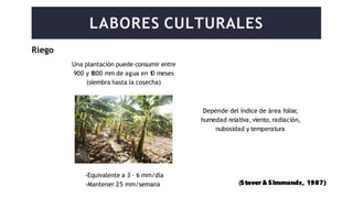 Riego
Una plantación puede consumir entre
900 y 1
800 mm de agua en 1
0 meses
(siembra hasta la cosecha)
LABORES CULTURALES
Depende del índice de área foliar,
humedad relativa,viento,radiación,
nubosidad y temperatura
(Stover & Simmonds, 1987)
-Equivalente a 3 – 6 mm/día
-Mantener 25 mm/semana
 