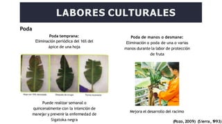 Poda
Poda temprana:
Eliminación periódica del 16% del
ápice de una hoja
LABORES CULTURALES
Puede realizar semanal o
quincenalmente con la intención de
manejar y prevenir la enfermedad de
Sigatoka negra
Mejora el desarrollo del racimo
(Pozo,2009) (Sierra,1
993)
Poda de manos o desmane:
Eliminación o poda de una o varias
manos durante la labor de protección
de fruta
 