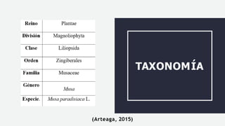 TAXONOMÍA
(Arteaga, 2015)
 