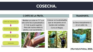 CORTE DE LA FRUTA.
COSECHA.
TRANSPORTE.
-Realizar un corte en “V”o un
solo corte liso al pseudotallo a
2/3 de la parte superior.
-Peso del racimo dobla la
planta y cae suavemente.
Se lleva manualmente o
en un cable vía.
-Colocar en la almohadilla
que se encuentra en el
hombro del recibidor.
-Corta el Raquis.
(Murrieta & Palma, 2018).
 