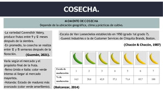 M OM ENTO DE COSECHA
Depende de la ubicación geográfica, clima y prácticas de cultivo.
-La variedad Cavendish Valery,
produce frutas entre 9 y 1
2 meses
después de la siembra.
-En promedio, la cosecha se realiza
entre 1
2 y 1
5 semanas después de la
floración.
Varía según el mercado y el
propósito final de la fruta.
-Reino Unido e Italia: color verde
intenso al llegar al mercado
mayorista.
-Holanda: Estado de madurez más
avanzado (color verde amarillento).
COSECHA.
-Escala de Van Loeseckelos establecido en 1950 (grado 1al grado 7).
-Gueest Industries o la de Customer Services de Chiquita Brands, Boston.
(Chacón & Chacón, 1987)
(Guzmán, 2021).
(Balcanzar, 2014)
 