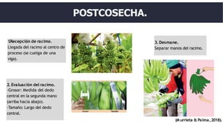 1
.Recepción de racimo.
Llegada del racimo al centro de
proceso (se cuelga de una
viga).
2. Evaluación del racimo.
-Grosor: Medida del dedo
central en la segunda mano
(arriba hacia abajo).
-Tamaño: Largo del dedo
central.
3. Desmane.
Separar manos del racimo.
POSTCOSECHA.
(M urrieta & Palma,2018).
 