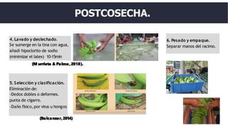 5. Selección y clasificación.
Eliminación de:
-Dedos dobles o deformes.
punta de cigarro.
-Daño físico,por virus u hongos
6. Pesado y empaque.
Separar manos del racimo.
4. Lavado y deslechado.
Se sumerge en la tina con agua,
añadi hipoclorito de sodio
(minimizar el latex) 10-15min
(M urrieta & Palma,2018).
POSTCOSECHA.
(Balcanzar,2014)
 