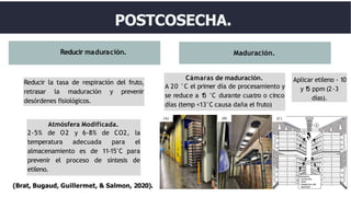 Reducir la tasa de respiración del fruto,
retrasar la maduración y prevenir
desórdenes fisiológicos.
Reducir maduración. Maduración.
Atmósfera Modificada.
2-5% de O2 y 6-8% de CO2, la
temperatura adecuada para el
almacenamiento es de 11-15°C para
prevenir el proceso de síntesis de
etileno.
(Brat, Bugaud, Guillermet, & Salmon, 2020).
Cámaras de maduración.
A 20 °C el primer día de procesamiento y
se reduce a 1
5 °C durante cuatro o cinco
días (temp <13°C causa daña el fruto)
POSTCOSECHA.
Aplicar etileno - 10
y 1
5 ppm (2-3
días).
 