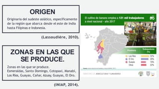 ORIGEN
Originaria del sudeste asiático, específicamente
de la región que abarca desde el este de India
hasta Filipinas e Indonesia.
(Lassoudière, 2010).
ZONAS EN LAS QUE
SE PRODUCE.
Zonas en las que se produce.
Esmeraldas, Santo Domingo, Cotopaxi, Manabí,
Los Ríos, Guayas, Cañar, Azuay, Guayas, El Oro.
(INIAP, 2014).
 