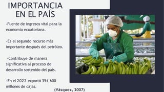 IMPORTANCIA
EN EL PAÍS
-Fuente de ingresos vital para la
economía ecuatoriana.
-Es el segundo recurso más
importante después del petróleo.
-Contribuye de manera
significativa al proceso de
desarrollo sostenido del país.
-En el 2022 exportó 354,600
millones de cajas.
(Vásquez, 2007)
 