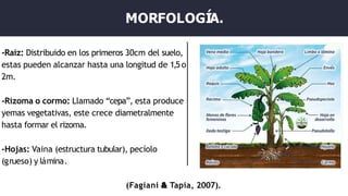 MORFOLOGÍA.
-Raíz: Distribuido en los primeros 30cm del suelo,
estas pueden alcanzar hasta una longitud de 1,5 o
2m.
-Rizoma o cormo: Llamado “cepa”, esta produce
yemas vegetativas, este crece diametralmente
hasta formar el rizoma.
-Hojas: Vaina (estructura tubular), pecíolo
(grueso) y lámina.
(Fagiani & Tapia, 2007).
 