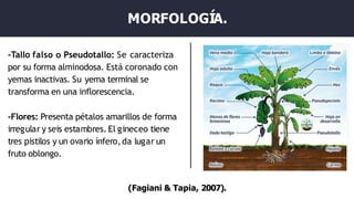 MORFOLOGÍA.
-Tallo falso o Pseudotallo: Se caracteriza
por su forma alminodosa. Está coronado con
yemas inactivas. Su yema terminal se
transforma en una inflorescencia.
-Flores: Presenta pétalos amarillos de forma
irregular y seis estambres. El gineceo tiene
tres pistilos y un ovario ínfero,da lugar un
fruto oblongo.
(Fagiani & Tapia, 2007).
 