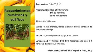 Temperatura: 20 a 35,5 °C.
Precipitación: 2000–2500 mm/año
1
00-1
80 mm/mes
25-48 mm/semana
Altitud: 0 - 300 msnm.
Suelo: Franco arenoso, franco arcilloso, buena cantidad de
MO y buen drenaje.
pH: 5,6 - 7,4 con óptimo de 6,5 y CE de 1dS/m.
Luminosidad y Viento: 1
000-1
500 horas/luz/año con 3-4
horas/luz diaria con 30 km/hora.
(INIAP, 2014)(Andrade, 2014) (Fagiani & Tapia, 2007)
Requerimientos
climáticos y
edáficos
 