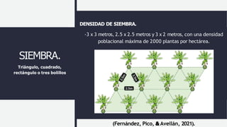 DENSIDAD DE SIEMBRA.
-3 x 3 metros, 2.5 x 2.5 metros y 3 x 2 metros, con una densidad
poblacional máxima de 2000 plantas por hectárea.
SIEMBRA.
Triángulo, cuadrado,
rectángulo o tres bolillos
(Fernández, Pico, & Avellán, 2021).
 