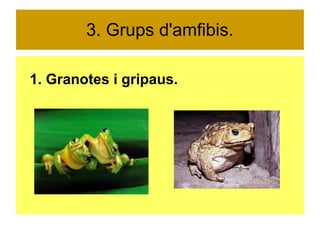 3. Grups d'amfibis. 
1. Granotes i gripaus. 
 