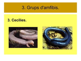 3. Grups d'amfibis. 
3. Cecílies. 
 