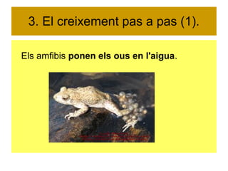 3. El creixement pas a pas (1). 
Els amfibis ponen els ous en l'aigua. 
 