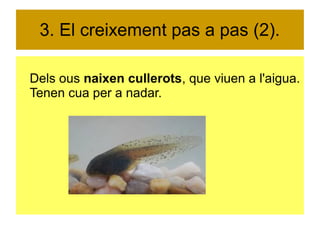 3. El creixement pas a pas (2). 
Dels ous naixen cullerots, que viuen a l'aigua. 
Tenen cua per a nadar. 
 